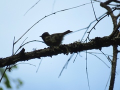 Periparus ater