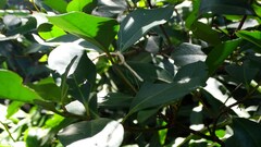 Aegiceras corniculatum