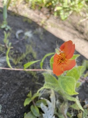 Erythranthe cardinalis