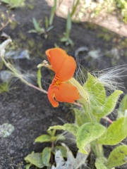 Erythranthe cardinalis
