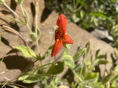 Erythranthe cardinalis