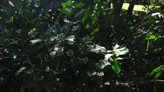 Aegiceras corniculatum