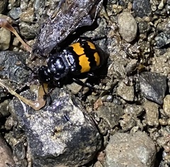 Nicrophorus