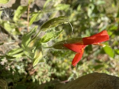 Erythranthe cardinalis