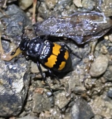 Nicrophorus