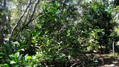 Aegiceras corniculatum