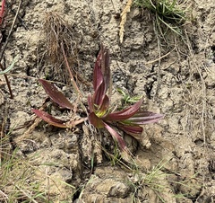 Plantago subnuda