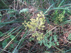 Patrinia rupestris