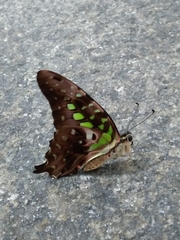 Graphium agamemnon agamemnon