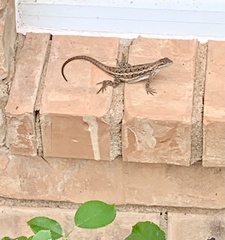 Sceloporus consobrinus