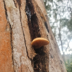Crepidotus nephrodes