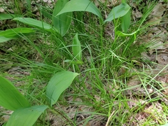 Carex montana