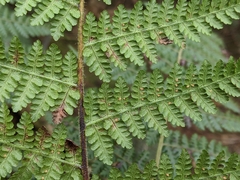 Hypolepis glandulifera