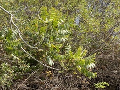 Juglans