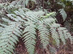 Hypolepis glandulifera
