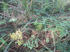 Patrinia rupestris