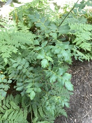 Sorbus scopulina