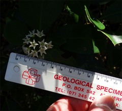 Aegiceras corniculatum