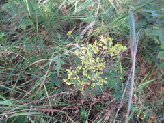 Patrinia rupestris