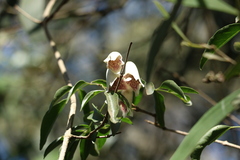 Pandorea floribunda
