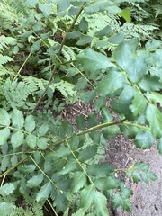 Sorbus scopulina