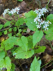 Eurybia