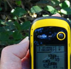 Aegiceras corniculatum