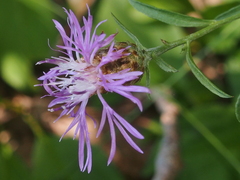 Centaurea × moncktonii