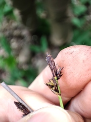 Carex montana