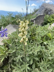 Pedicularis contorta