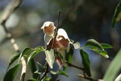 Pandorea floribunda