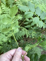 Sorbus scopulina