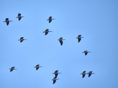 Threskiornis spinicollis