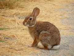 Sylvilagus floridanus
