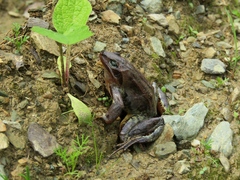 Rana arvalis