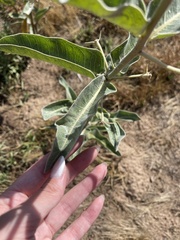 Asclepias eriocarpa