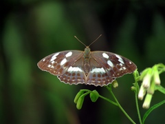 Argynnis sagana