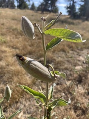 Asclepias eriocarpa