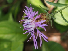 Centaurea × moncktonii