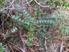Phyllanthus gunnii