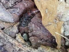 Platydracus cinnamopterus