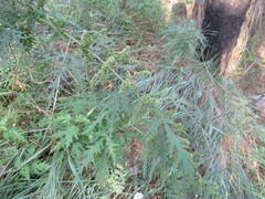 Urtica cannabina