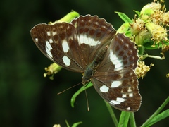 Argynnis sagana