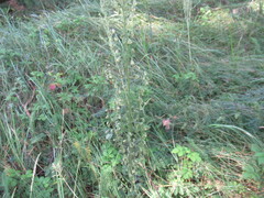 Artemisia tanacetifolia