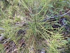Equisetum telmateia