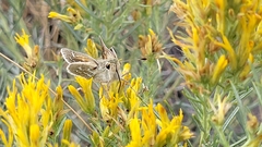 Hesperia assiniboia