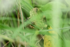 Crotalus molossus molossus