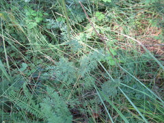 Artemisia tanacetifolia