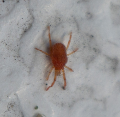 Erythraeidae