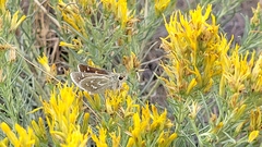 Hesperia assiniboia